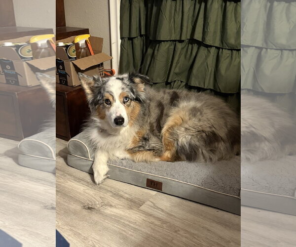 Medium Photo #1 Australian Shepherd Puppy For Sale in Dallas, TX, USA