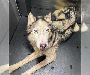 Siberian Husky-Unknown Mix Dogs for adoption in Grand Prairie, TX, USA