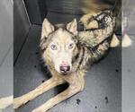 Small Siberian Husky Mix