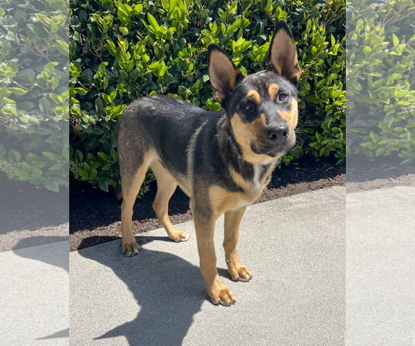 Medium Photo #2 Gerberian Shepsky Puppy For Sale in Corona, CA, USA