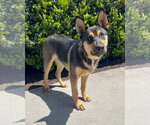 Small #1 Gerberian Shepsky