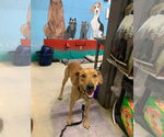 Small #4 Labrador Retriever Mix