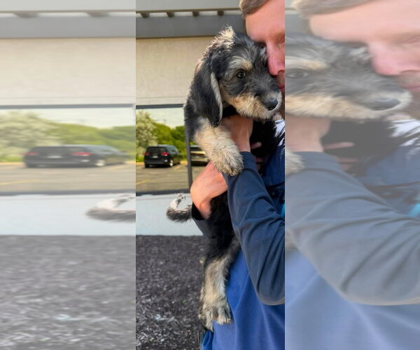 Medium Photo #4 Labrador Retriever-Unknown Mix Puppy For Sale in Grafton, WI, USA