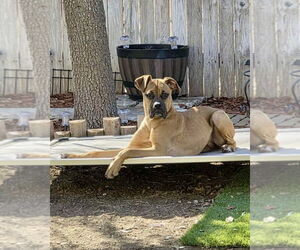 Boxer Dogs for adoption in Dumont, NJ, USA