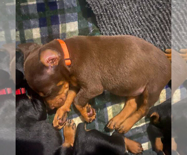 Medium Photo #2 Doberman Pinscher Puppy For Sale in FORT LAUDERDALE, FL, USA