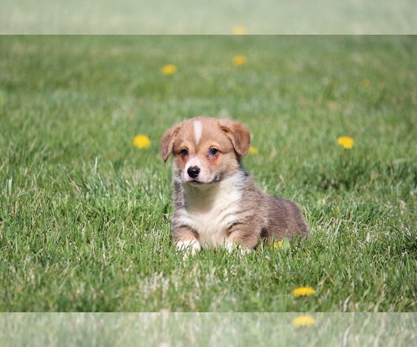 Medium Photo #6 Pembroke Welsh Corgi Puppy For Sale in FORT MADISON, IA, USA