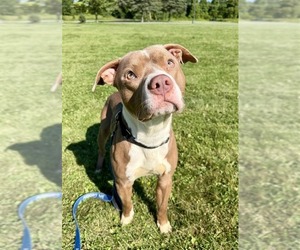 Mutt Dogs for adoption in Gloversville, NY, USA