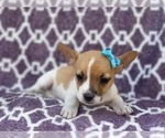 Small Photo #10 French Bulldog-Jack Russell Terrier Mix Puppy For Sale in LAKELAND, FL, USA