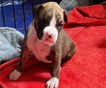 Small Photo #11 Boxer Puppy For Sale in EAST FISHKILL, NY, USA