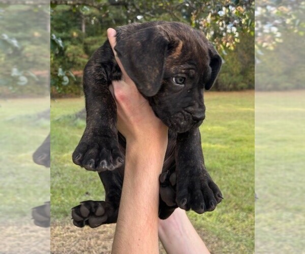 Medium Photo #3 Cane Corso Puppy For Sale in FAYETTEVILLE, NC, USA