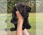 Small #2 Cane Corso