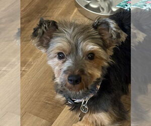 Mutt Dogs for adoption in Holly Springs, NC, USA