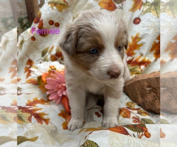 Medium Photo #3 Australian Shepherd Puppy For Sale in COTOPAXI, CO, USA