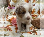 Small Photo #4 Australian Shepherd Puppy For Sale in COTOPAXI, CO, USA
