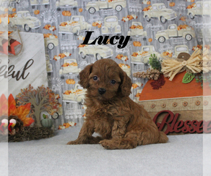 Cavapoo Puppy for sale in CHANUTE, KS, USA
