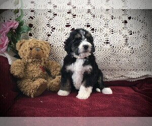 Medium Bernedoodle