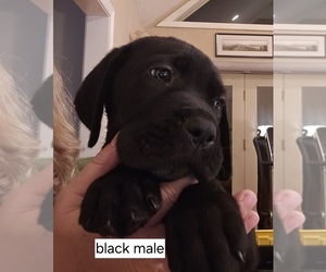 Cane Corso Litter for sale in THAXTON, VA, USA