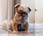 Small #8 English Bulldog