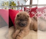 Small #2 Chow Chow