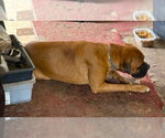 Small #1 Boxer