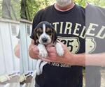 Puppy Puppy 5 Beagle