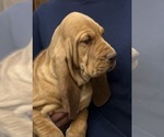 Red LM 4 - Male Bloodhound Puppy for Sale - Photo #8