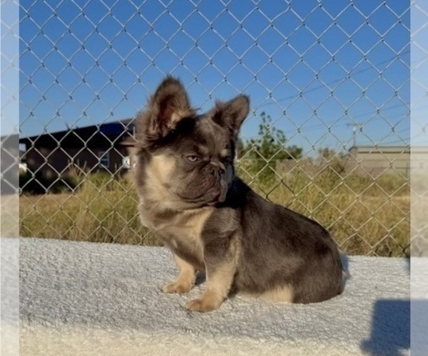 Medium Photo #9 French Bulldog Puppy For Sale in LAS VEGAS, NV, USA