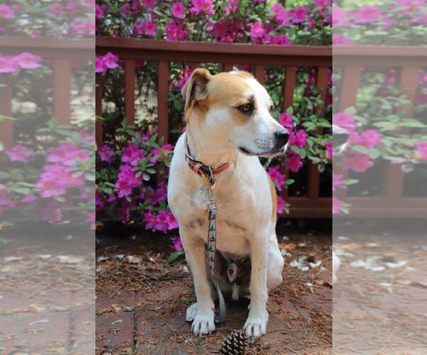 Medium Photo #15 Labrador Retriever-Unknown Mix Puppy For Sale in Holly Springs, NC, USA