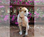 Small #14 Labrador Retriever Mix