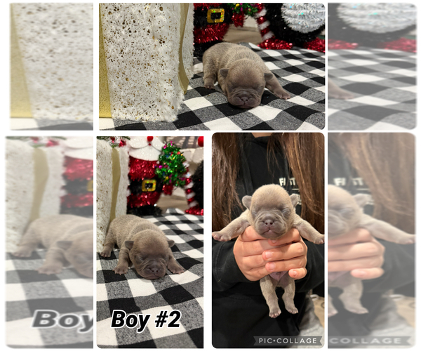 Medium Photo #4 French Bulldog Puppy For Sale in SACRAMENTO, CA, USA