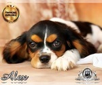 Small Photo #8 Cavalier King Charles Spaniel Puppy For Sale in MIAMI, FL, USA
