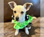 Small #10 Chihuahua Mix