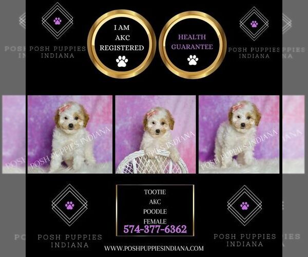 Medium Photo #56 Poodle (Toy) Puppy For Sale in WARSAW, IN, USA