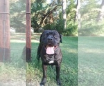 Small Photo #3 Cane Corso Puppy For Sale in HARLETON, TX, USA