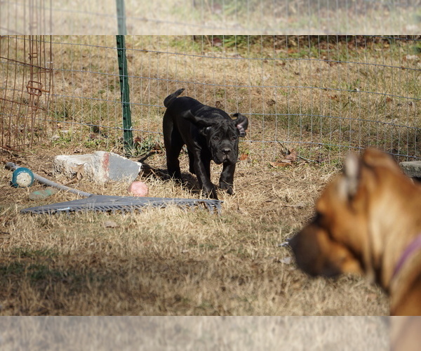 Medium Photo #22 Cane Corso Puppy For Sale in COLONIAL HEIGHTS, VA, USA