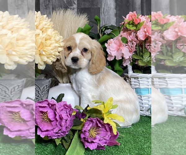 Medium Photo #2 Cocker Spaniel Puppy For Sale in CANOGA, NY, USA