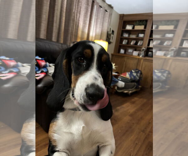 Medium Photo #2 Basset Hound Puppy For Sale in Brookville, OH, USA