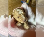 Small #2 Cavapoo