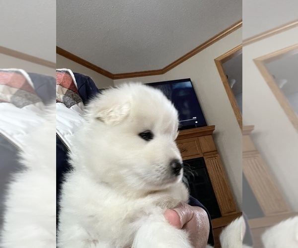 Medium Photo #14 Samoyed Puppy For Sale in LITTLE FALLS, MN, USA