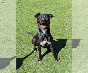 Mutt Dogs for adoption in Calhoun, GA, USA