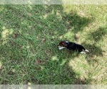 Small Photo #26 Beagle Puppy For Sale in COLDSPRING, TX, USA