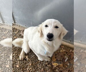Great Pyrenees-Unknown Mix Dogs for adoption in Sterling, MA, USA