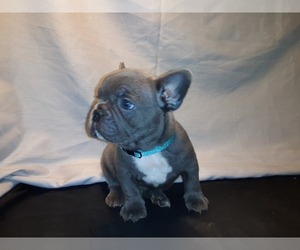 French Bulldog Puppy for sale in PAWTUCKET, RI, USA