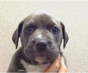 Mutt Dogs for adoption in Sacramento, CA, USA