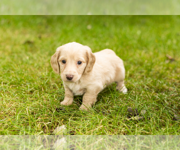 Medium Photo #2 Dachshund Puppy For Sale in MILFORD, IN, USA
