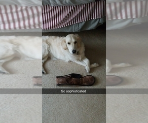 Mother of the Golden Retriever puppies born on 12/30/2024