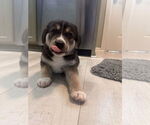Small #10 Great Pyrenees Mix