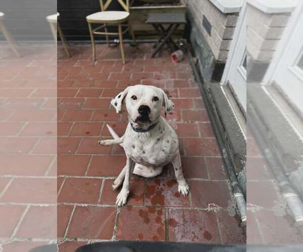 Medium Photo #7 Labrador Retriever-Unknown Mix Puppy For Sale in New York, NY, USA