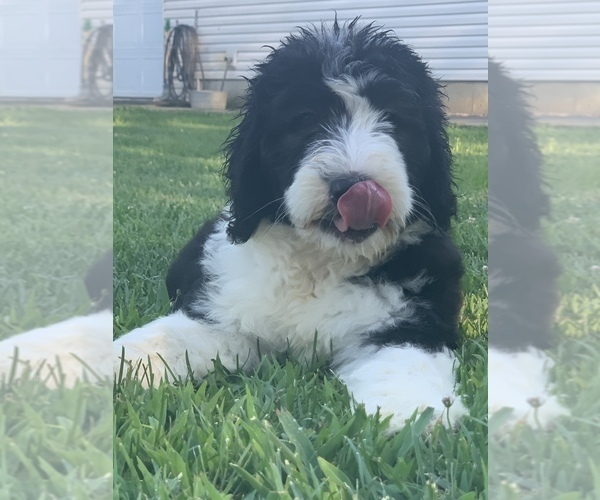 Medium Photo #3 Sheepadoodle Puppy For Sale in FREDERICKTOWN, MO, USA
