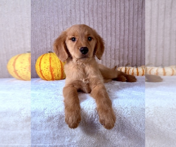 Medium Photo #3 Golden Retriever Puppy For Sale in INDIANAPOLIS, IN, USA
